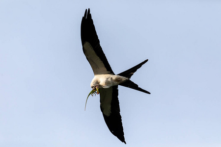 飞燕子尾 elanoides forficatus 与古巴骑士变色龙在它的离合器在
