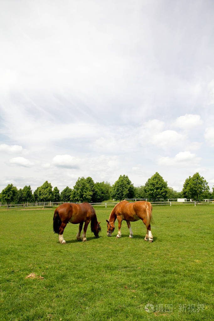 马在草地上吃草