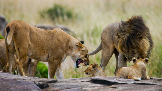 对狮子的小熊图片