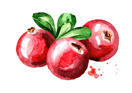 新鲜浆果与叶子.手绘水彩插图, 在白色背景下隔离照片