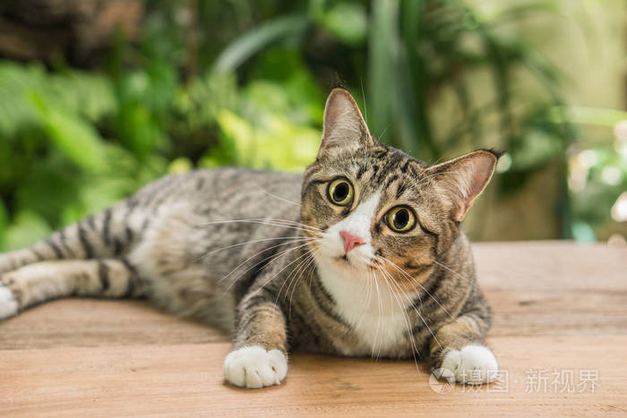 房子前面的花园里的美丽的猫照片 正版商用图片0pf7fc 摄图新视界 房子前面的花园里的美丽的猫照片 正版商用图片0pf7fc 摄图新视界