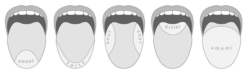 舌头的味蕾甜咸酸苦鲜味插画-正版商用图片0o6hgo-摄图新视界