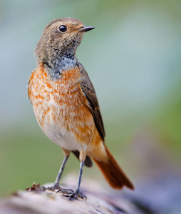 Bluethroat 在秋季羽毛上拍照