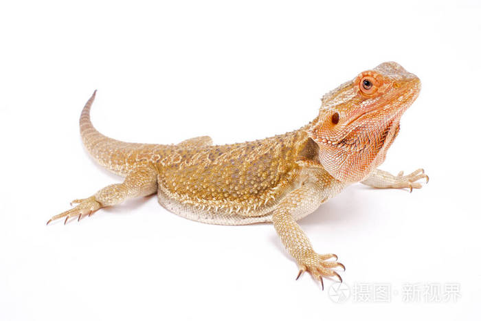 长胡子的龙 Pogona Vitticeps 是一种非常受欢迎的宠物蜥蜴种类 最初来自澳大利亚 他们正在世界各地繁殖照片 正版商用图片0pf7zx 摄图新视界 长胡子的龙 Pogona Vitticeps 是一种非常受欢迎的宠物蜥蜴种类 最初来自澳大利亚 他们正在世界各地繁殖照片 正版商用图片0pf7zx 摄图新视界