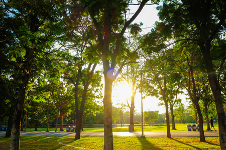 夕阳灯在公共城市公园, 美丽的夏日公园的树上