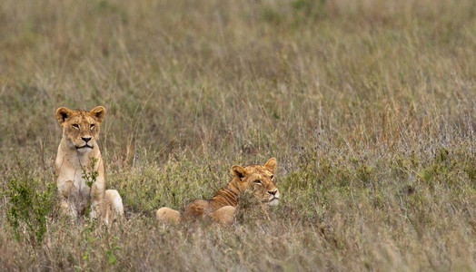 在肯尼亚的两个母狮