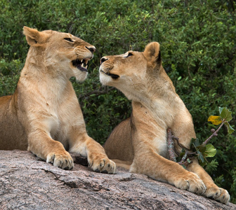 两只母狮放松