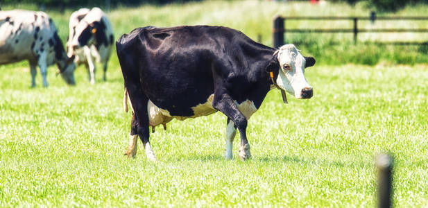 小组荷斯坦牛在草甸