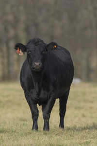 明尼苏达州的一个农场的黑安格斯牛