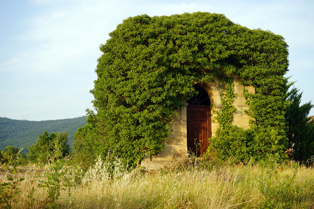 老石房子和藤蔓覆盖图片