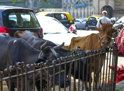 宠物在孟买市牛