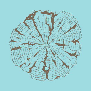 树年轮横切面图片