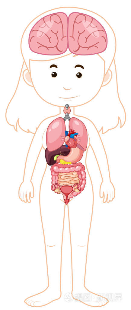 妇女身体和器官例证插画-正版商用图片0pfhoa-摄图新视界