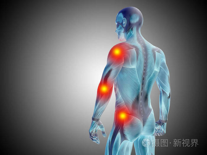 男性的上半身解剖照片 正版商用图片0pfi5c 摄图新视界 男性的上半身解剖照片 正版商用图片0pfi5c 摄图新视界
