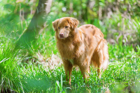 新斯科舍省鸭寻回犬在森林里