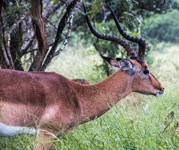 单黑斑羚在绿草和树上觅食