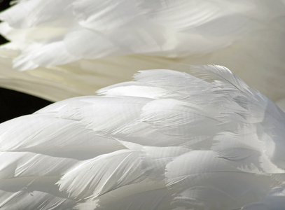 层状飘渺的疣鼻天鹅洁白的羽毛图片