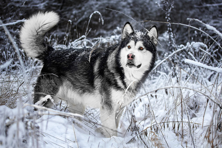 阿拉斯加雪橇犬在森林里