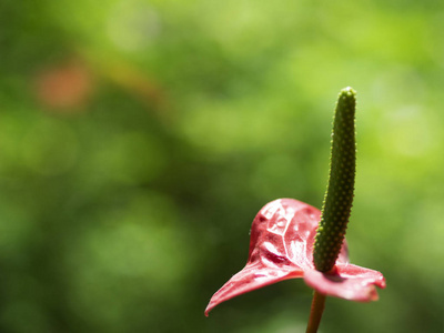 掌安祖花背景