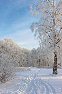 冬季景观。桦树覆满白霜