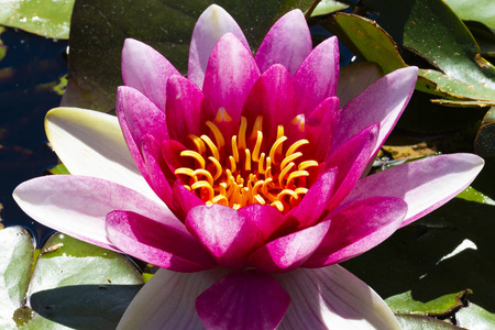 特写白色水百合图片