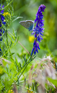 美丽的蓝色蝴蝶在蓝色花特写