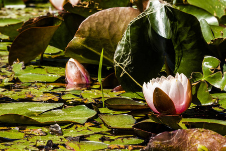 小粉红睡莲在湖面上生长