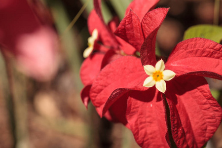 在佛罗里达州那不勒斯的一个花园里, erythrophylla 的血 Mussaenda 花开花。