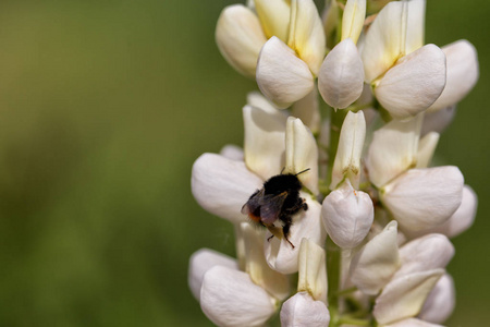 一朵花，采集花粉的春天日黑色大黄蜂