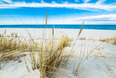 海海滩景观和蓝天。沙丘与草莱，波罗的海，波兰