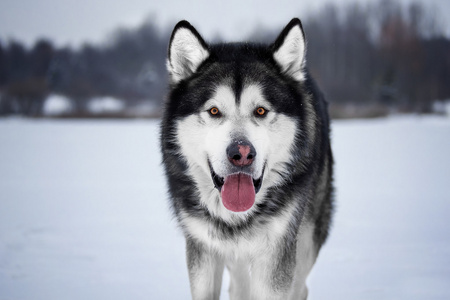 阿拉斯加雪橇犬在森林里