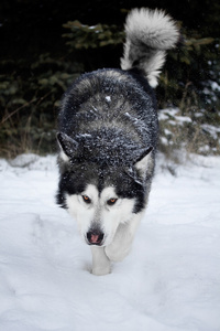 阿拉斯加雪橇犬在森林里