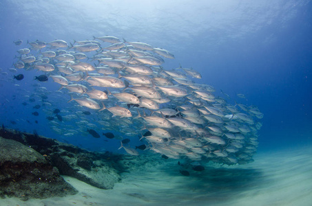 大眼睛 Trevally 杰克, Caranx sexfasciatus 形成两极分化的学校, 诱饵球或龙卷风。Pulmo 