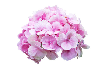 白色桌布,粉色绣球花.