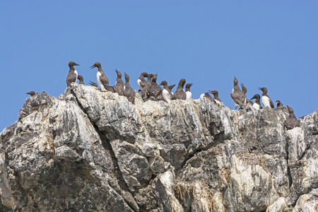 海鸟在岩石峭壁上