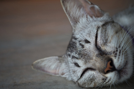 熟睡中的猫与选择性聚焦点