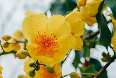 五颜六色的花 Supannika，Cochlospermum regium。软焦点。Th