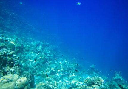 美丽的水下场景