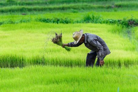 成长季农民准备种植大米, 农民种植大米, 泰国水稻种植季农民种稻