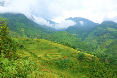 收获季节梯田稻田, 孟清, Sappa 位于越南北部