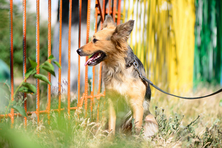 宠物肖像狗主题可爱的杂交牧羊犬户外