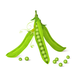 绿色豌豆荚孤立
