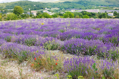 在普罗旺斯，法国的 valensole 附近的薰衣草田