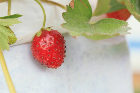 花园里的草莓种植