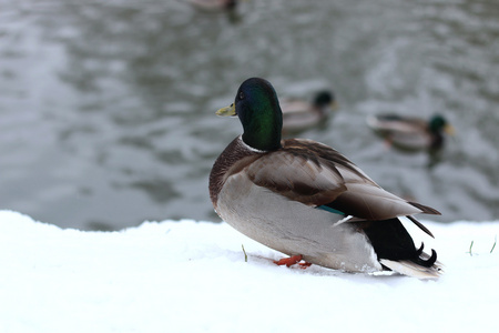 冬季公园养鸭子的池塘