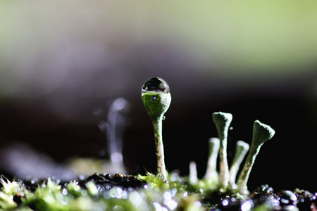 青苔地衣滴露水