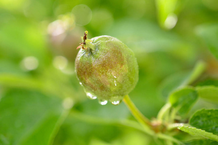 在一个成熟的苹果水果上的雨滴, 图像的一个