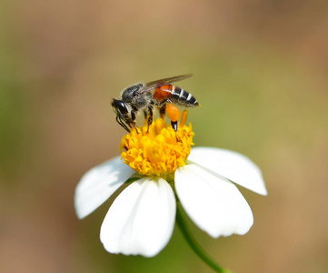 背景花蜂