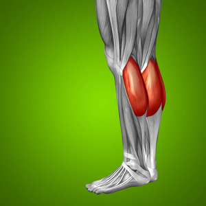 人类的下腿解剖
