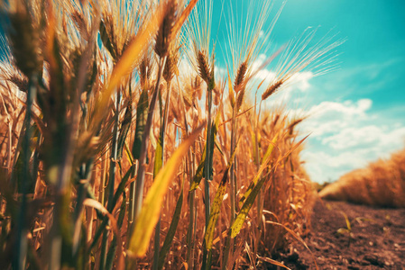 大麦田低角度看收获准备成熟的庄稼和美丽的夏天天空与云彩在背景